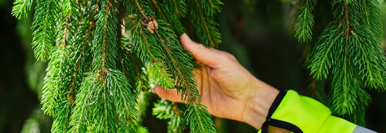 Fotografering plantskolan i Falkenberg