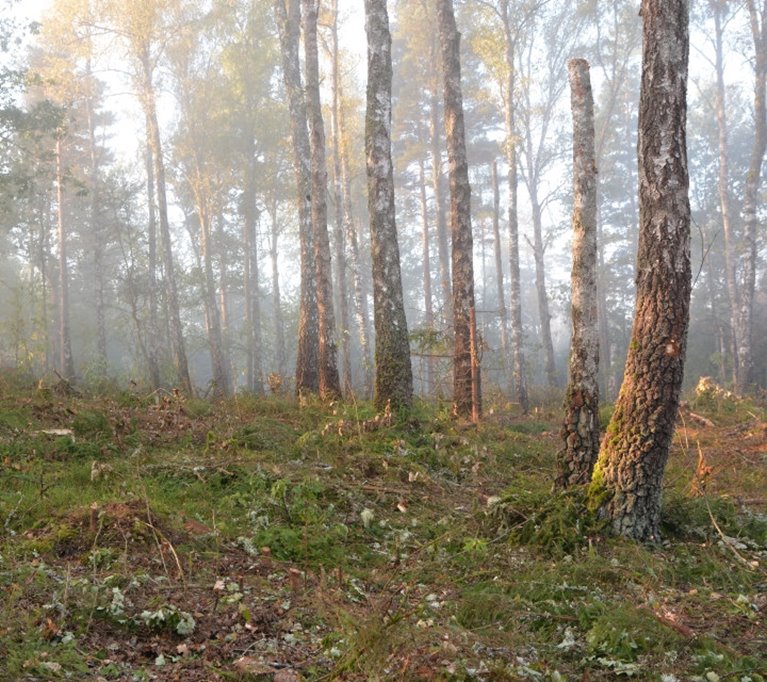 NS-område efter åtgärd