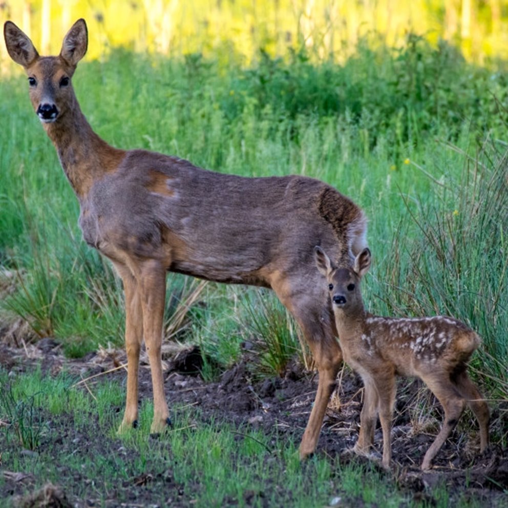 Fototävling skog och vilt