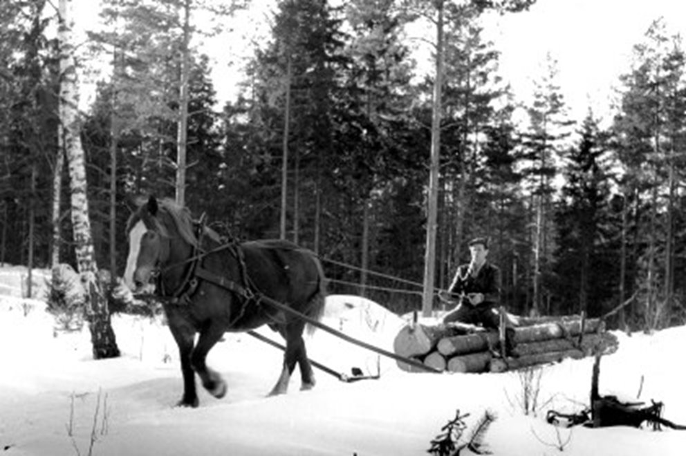 Häst i skogen