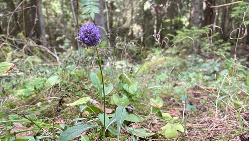Ängsvädd (Succisa pratensis) är en vacker flerårig ört. Den blommar sent på sommaren, från slutet av juli till september. Med sina halvklotformiga, täta, blåvioletta blommor lockar den till sig en mängd insekter som söker efter nektar och pollen. Bin, humlor och fjärilar älskar ängsvädden!