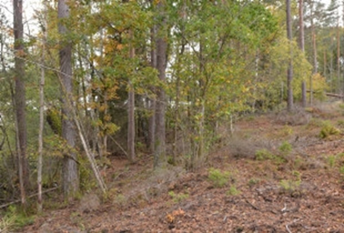 I en kantzon som denna med en rikt buskskikt av ek, hassel, asp och björk kan det vara motiverat att röja ner inväxande gran för att hålla kanten lövdominerad. Men nästa all underväxt ska vara kvar, även någon enstaka gran ska vara kvar.