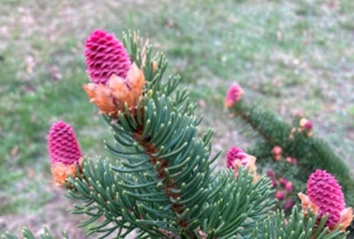 Södras fröodling Söregärde. Kottarna plockas av mänsklig hand under oktober till december.