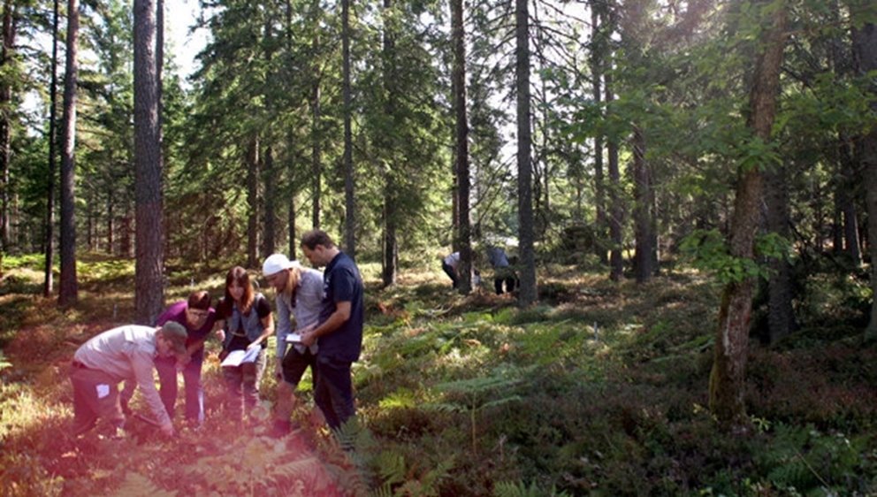 Forskare inspekterar marken i svenska skogen