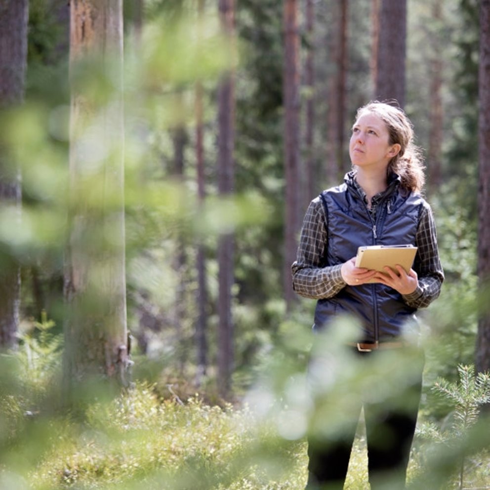 Kvinna inspekterar en medlems tallskog