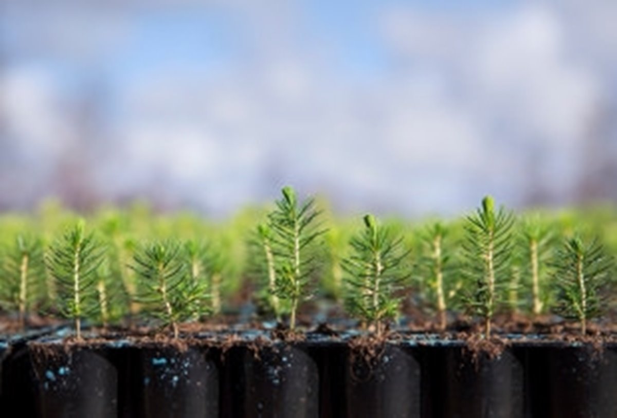 Plantor av gran på Flåboda plantskola