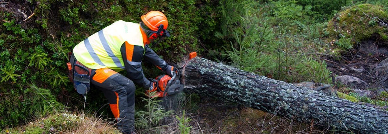 Person sågar stormfällt virke i rätt utrustning.