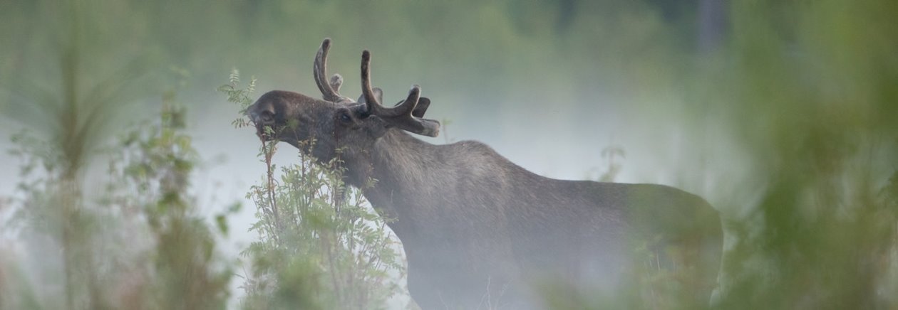 Älg Älgbilder fyra styck från samma serie. Älgbilder fyra styck från samma serie.