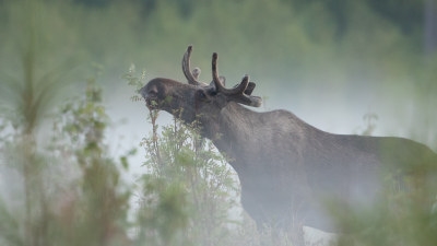 Älg Älgbilder fyra styck från samma serie. Älgbilder fyra styck från samma serie.