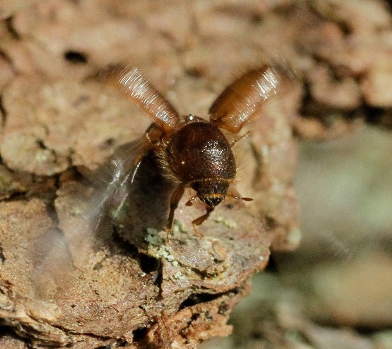 Granbarkborre som börjat flyga iväg och slår med vingarna.