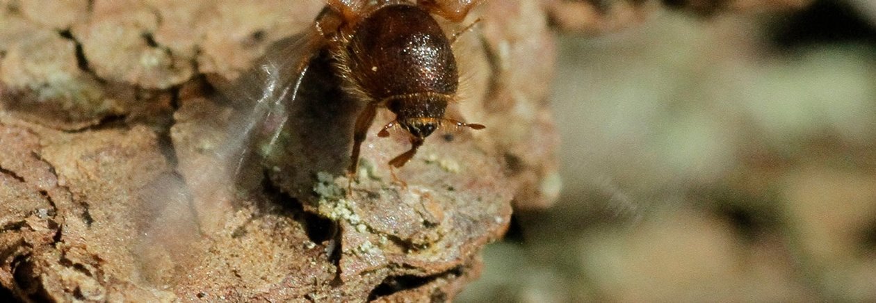 Granbarkborre som börjat flyga iväg och slår med vingarna.
