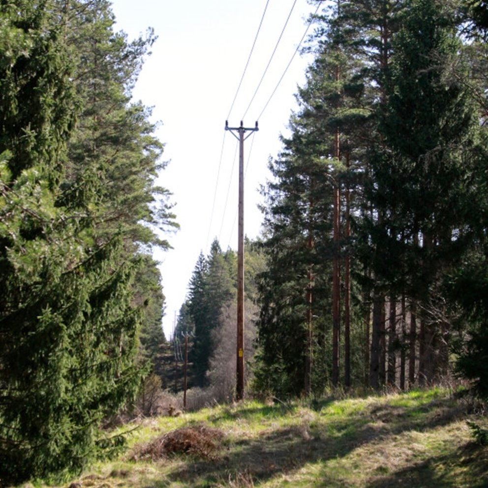 Luftledning dragen genom skog
