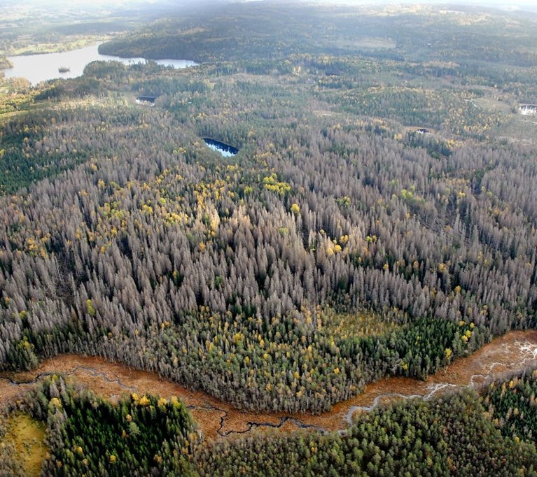 Vy över granbarkborreskadad skog Kråketorp