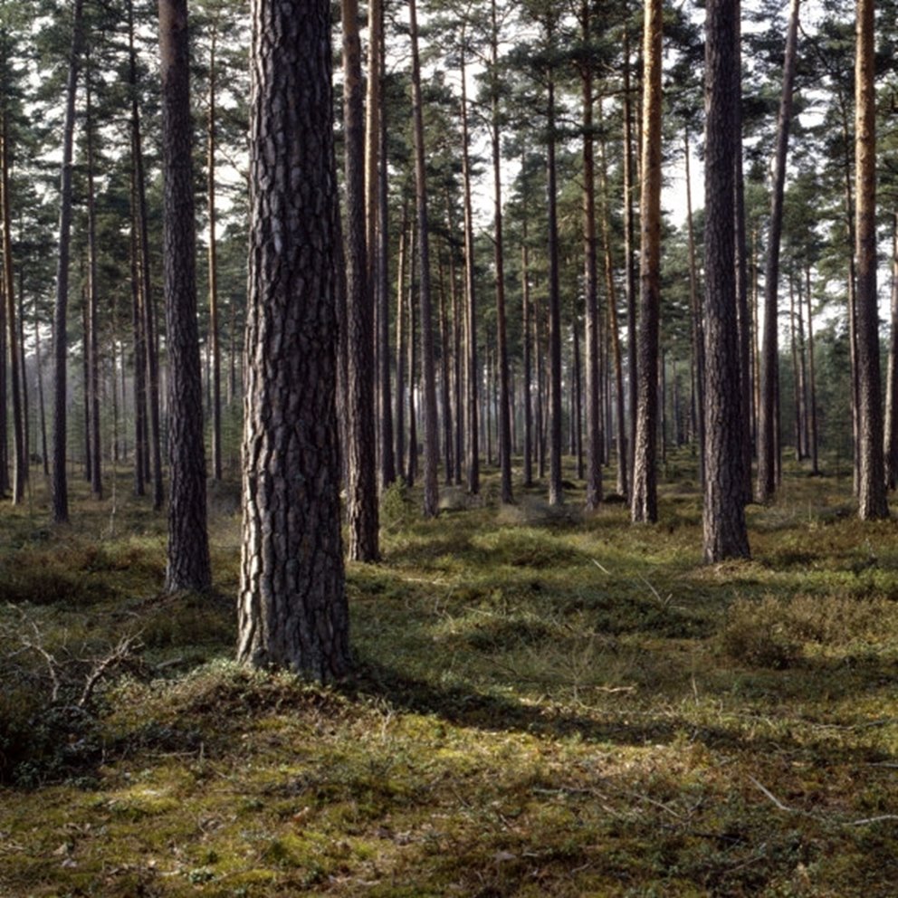 Tallskog