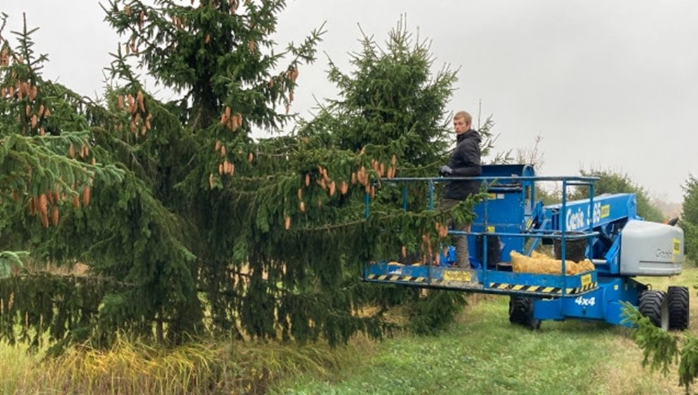 Södras fröodling Söregärde. Kottarna plockas av mänsklig hand under oktober till december.