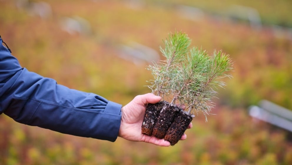 Södra Skogsplantor Flåboda Tallplantor i växthus
