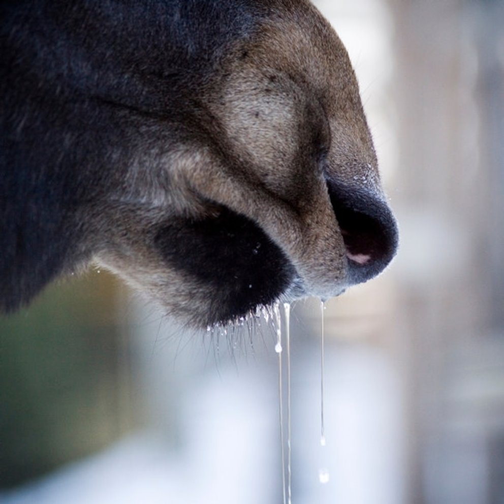 Fototävling skog och vilt