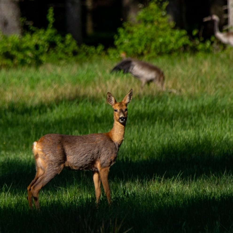 Fototävling skog och vilt