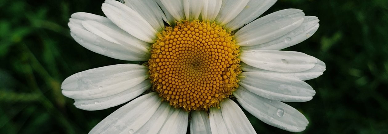 träd, blommor, vilt