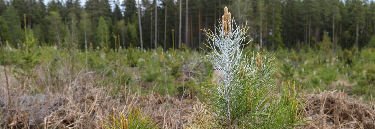 natur