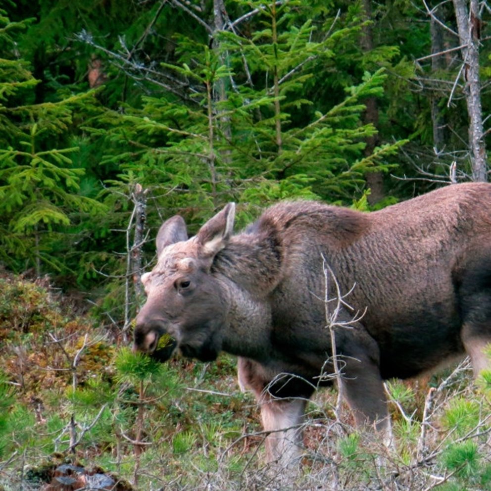 Älg äter tallplanta. 