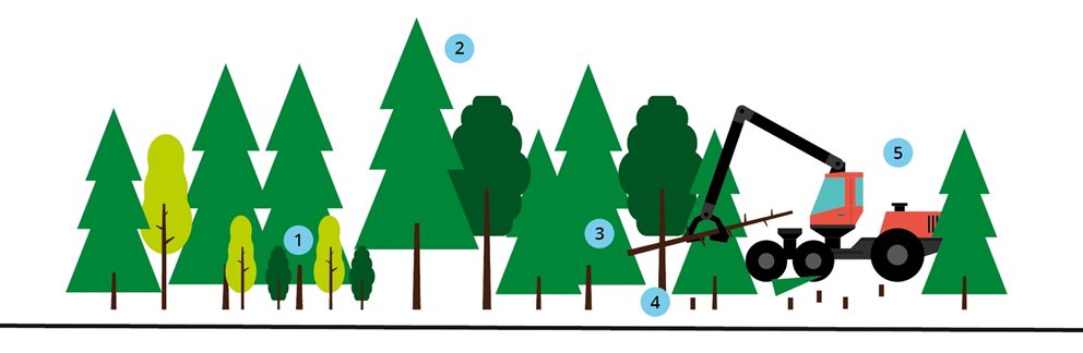 Illustration av hur gallring går till.