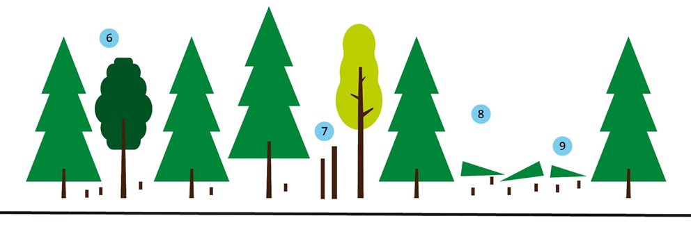Illustration av hur gallring går till.