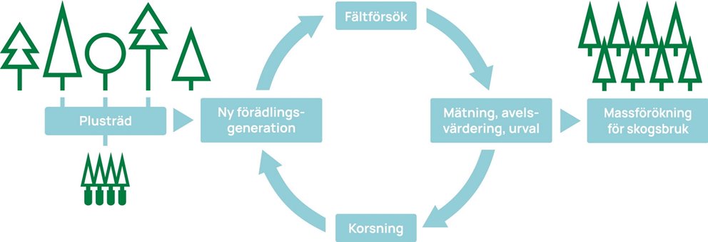 Illustration förädling av skogsträd. Förädlingsprogram.