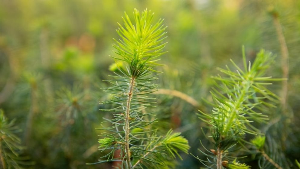 Granplantor som odlats fram via somatisk embryogenes i växthuset vid SLU Biocentrum i Uppsala.