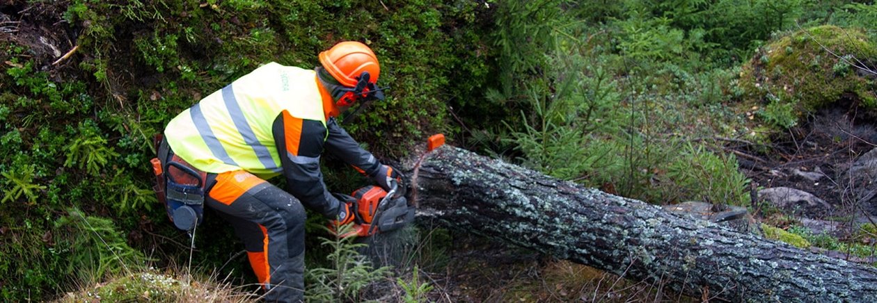 Person sågar stormfällt virke i rätt utrustning.