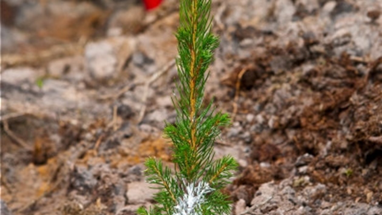Bild till broschyren Din plantleverans