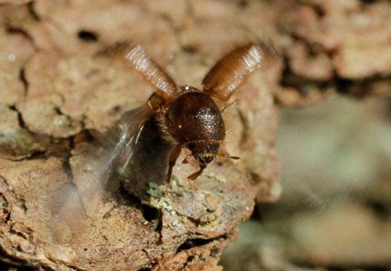 Granbarkborre som börjat flyga iväg och slår med vingarna.
