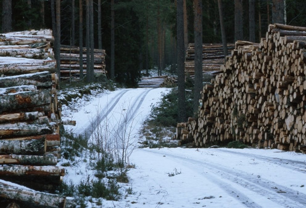 Massavedstravar. Småland februari 2000.