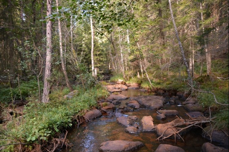 Skogsbäck
