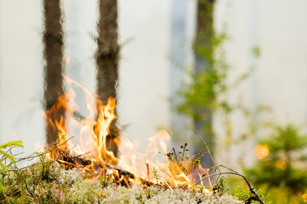 Naturvårdsbränning av skog i Klenemåla