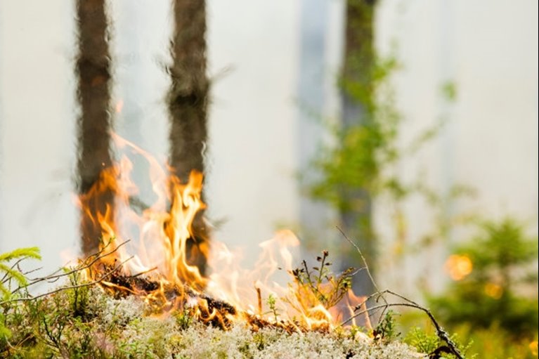 Naturvårdsbränning av skog i Klenemåla