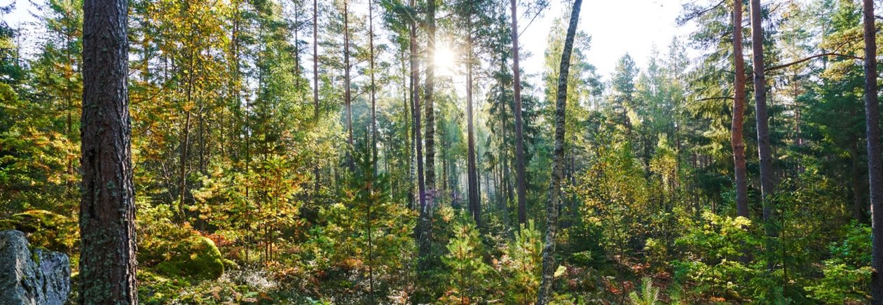 VR360 Blandskog i motljus