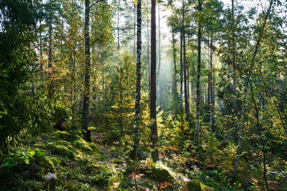 VR360 Blandskog i motljus