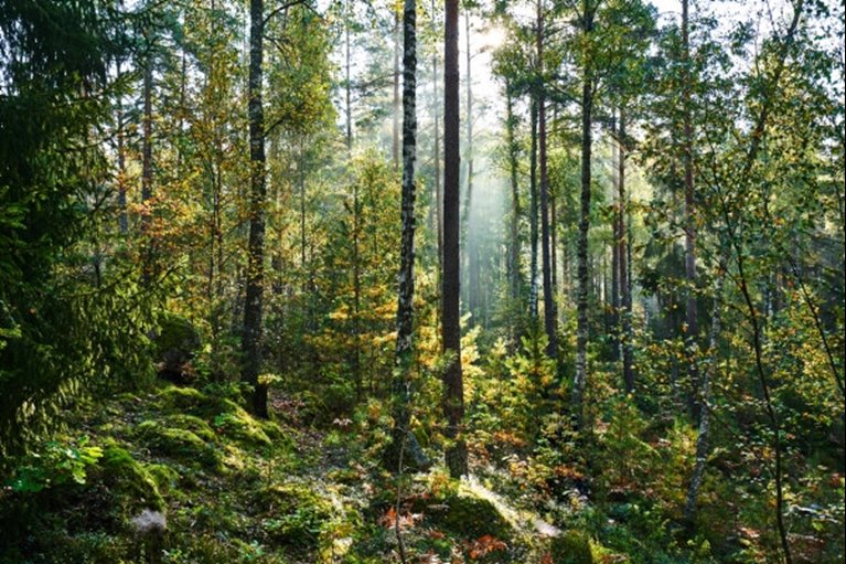 VR360 Blandskog i motljus