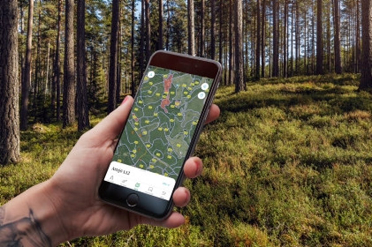 Collagebild Appen Min skogsgård Tallskog med blåbärsris