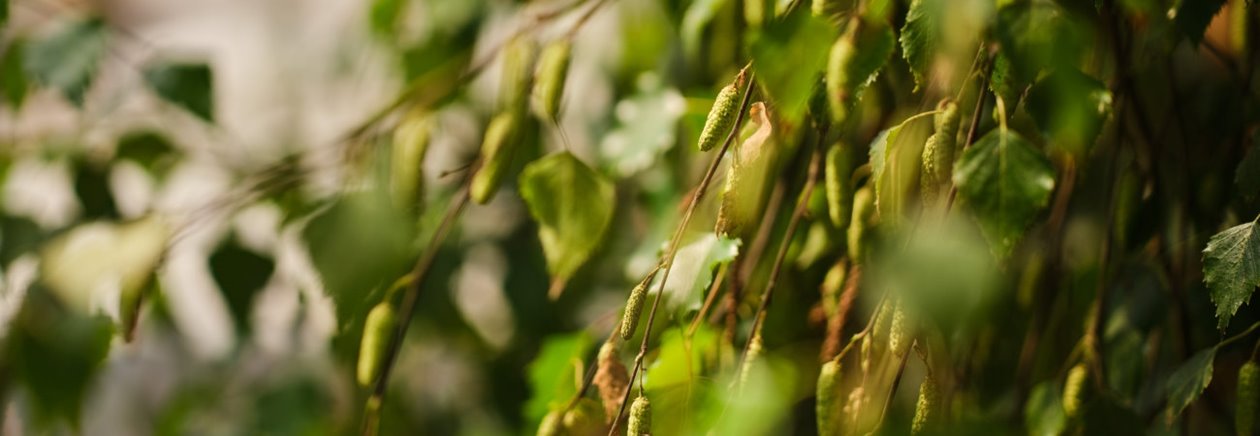 Fotografering plantskolan i Falkenberg