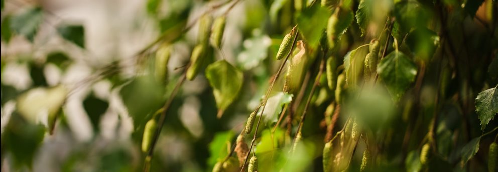 Fotografering plantskolan i Falkenberg