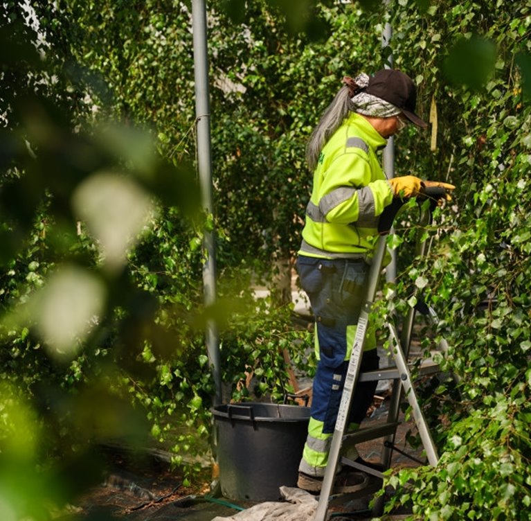 Fotografering plantskolan i Falkenberg