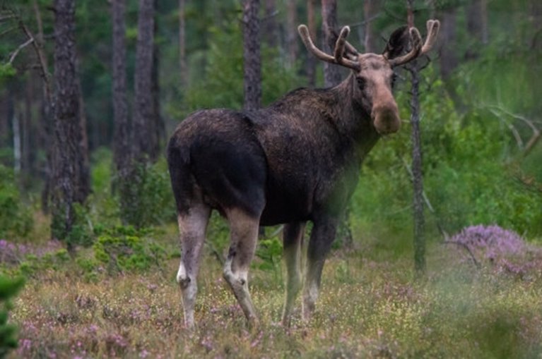 älgtjur vänder huvudet mot kameran.