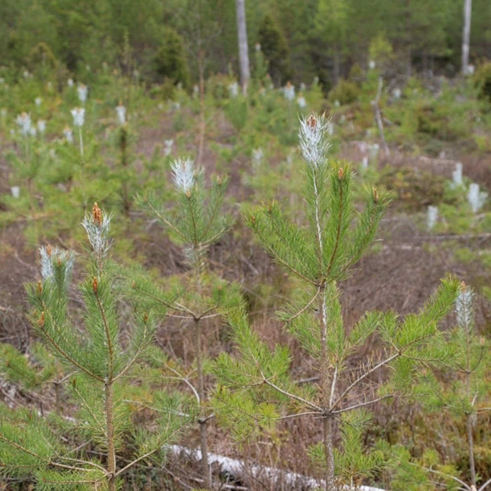 viltbehandlade tallplantor på ett hygge