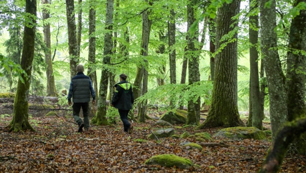 Skogsägare och specialist i bokskog