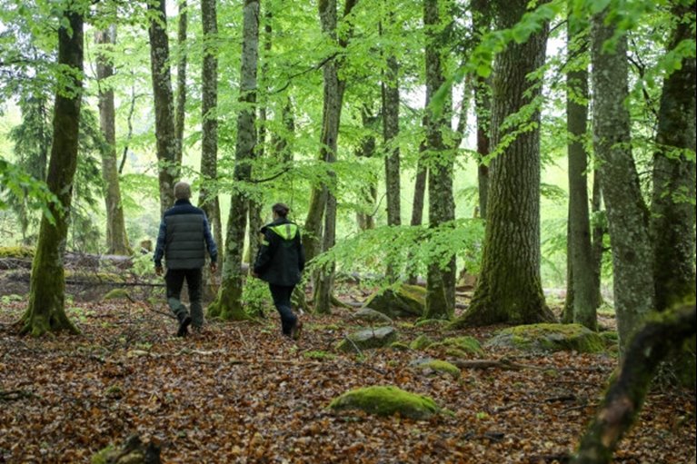Skogsägare och specialist i bokskog