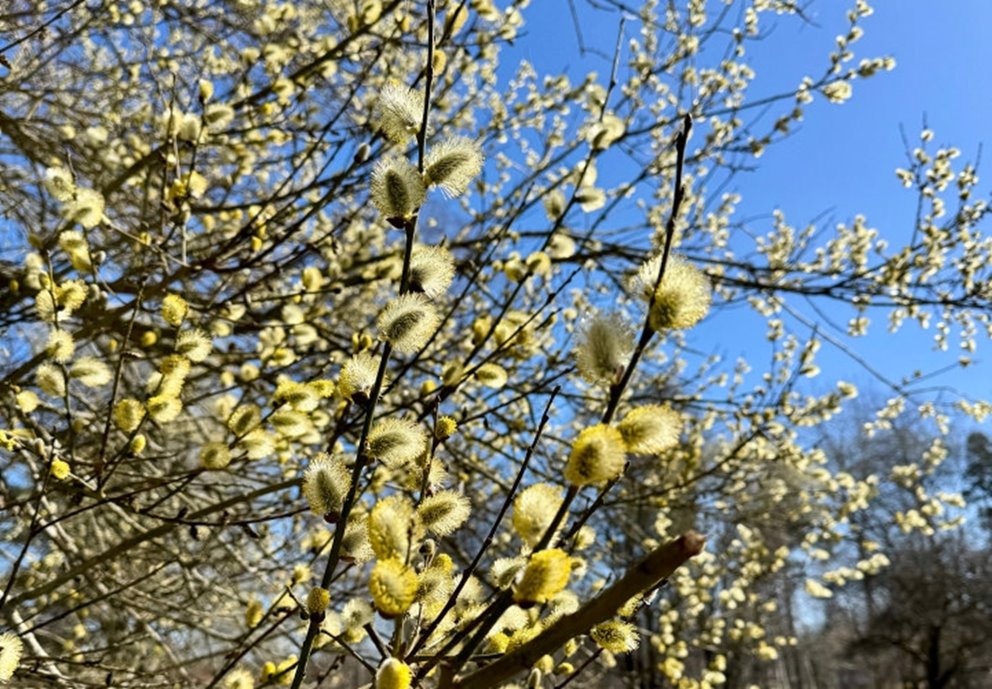Blommande sälg på våren.