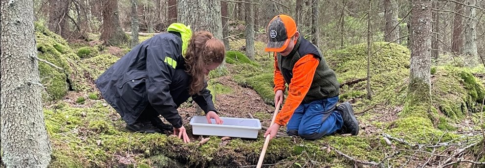 Utforskning av livet i skogsbäcken.