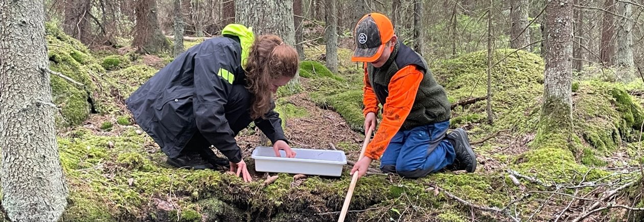 Utforskning av livet i skogsbäcken.